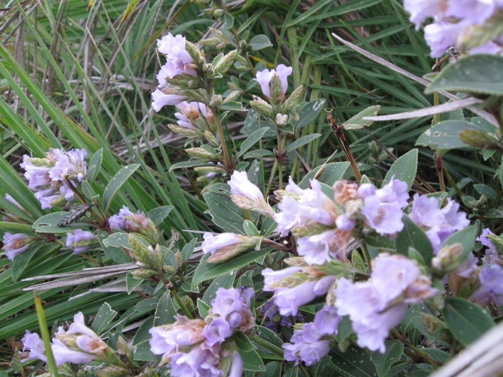 Strobilanthes kunthiana eFlora of India